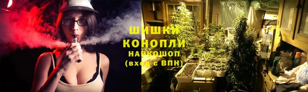 сатива Новодвинск